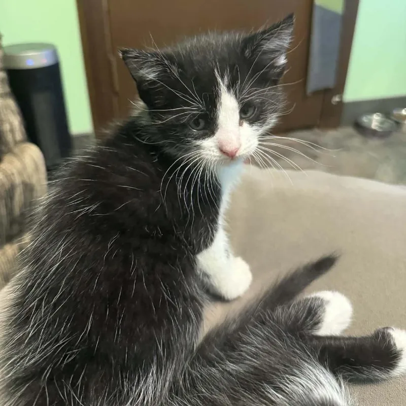 Lavender thumbnail 3