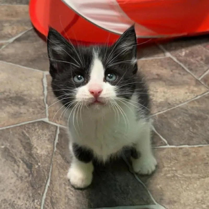 Lavender thumbnail 4