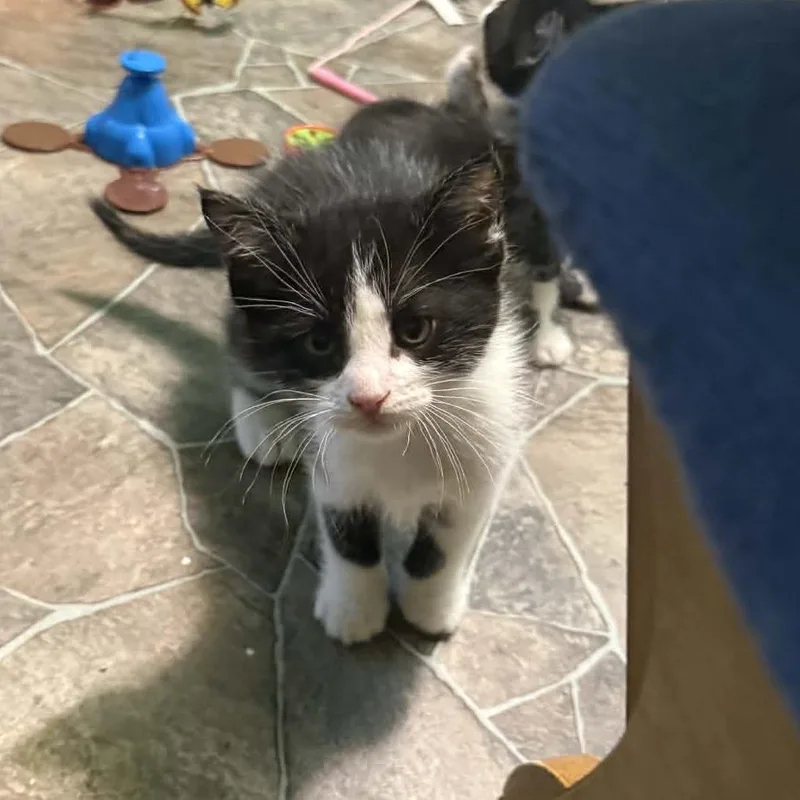 Lavender thumbnail 5