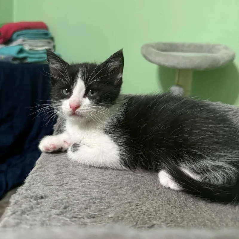 Lavender thumbnail 6