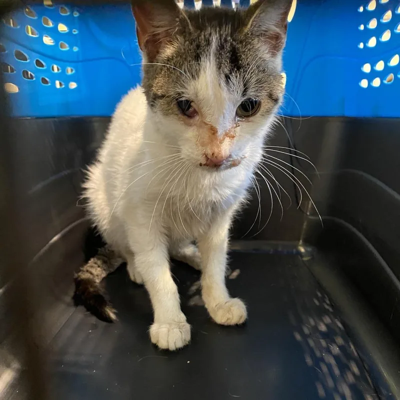 A young small-sized male Brown / Chocolate Domestic Short Hair cat named Scrappy for adoption in Lynchburg, VA