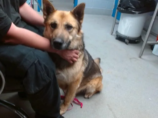 An adult medium-sized male German Shepherd Dog dog named Midas for adoption in Albuquerque, NM