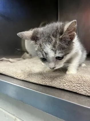 A baby small-sized male Domestic Short Hair cat named Barbacoa for adoption in Gainesville, FL