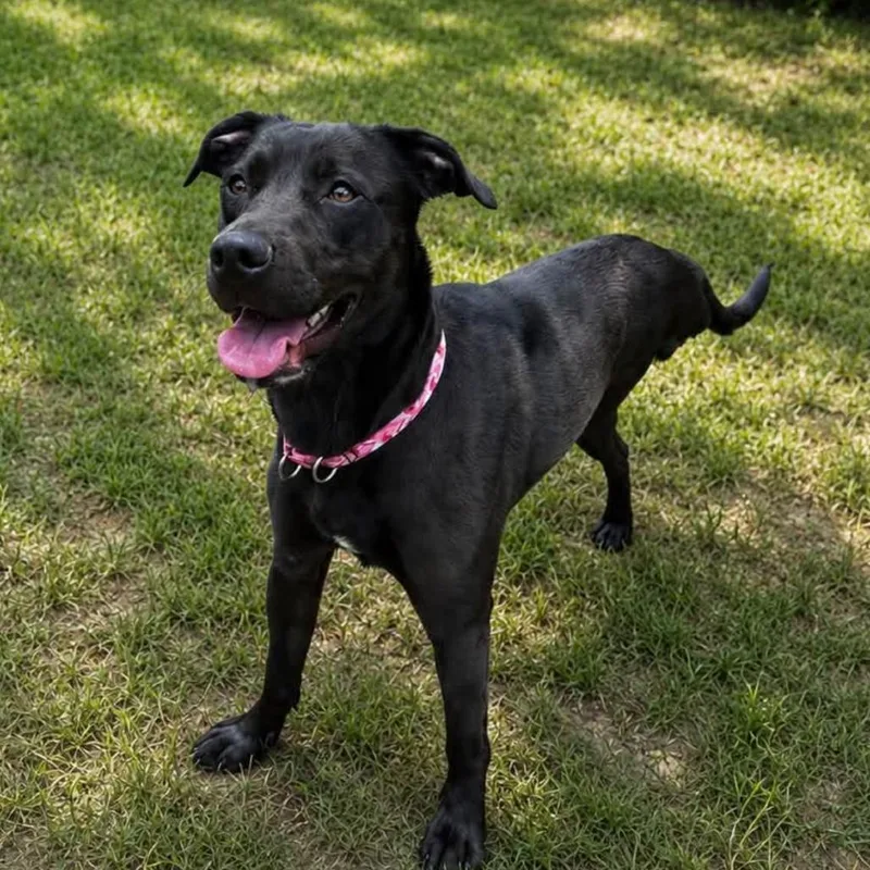 An adult medium-sized female Brown / Chocolate Mixed Breed dog named Willow for adoption in Conway, NH