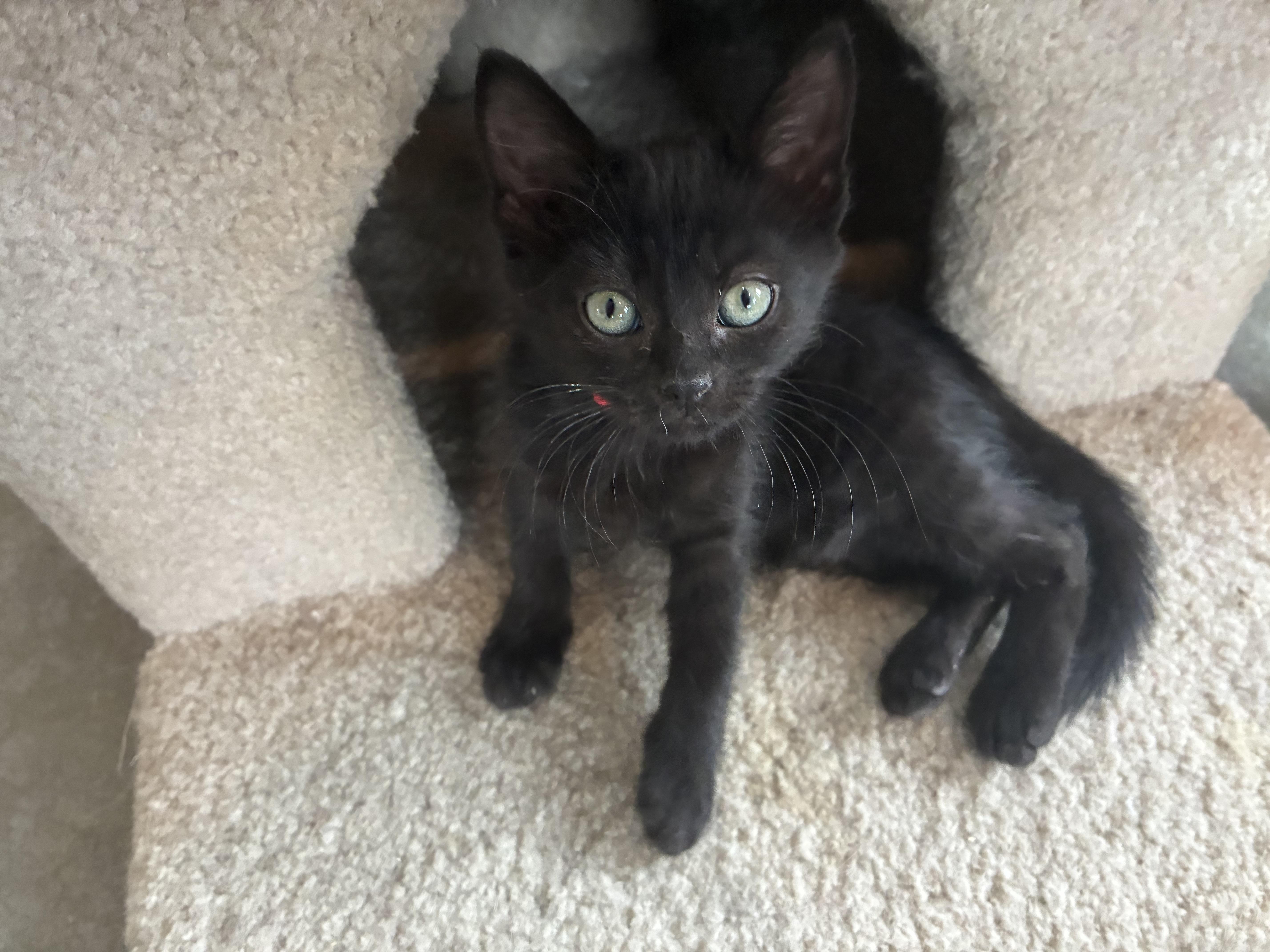 A baby medium-sized female Black Domestic Medium Hair cat named Satin for adoption in Bonners Ferry, ID