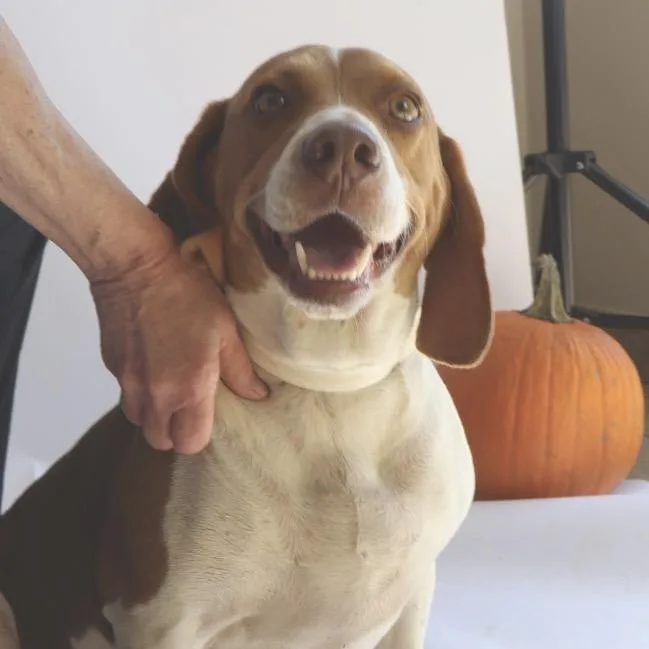 An adult medium-sized male White / Cream Beagle dog named Marco for adoption in Birmingham, AL