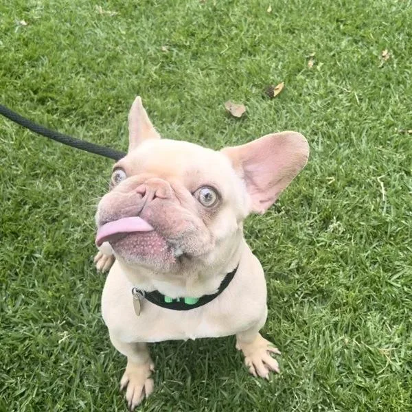 Goober