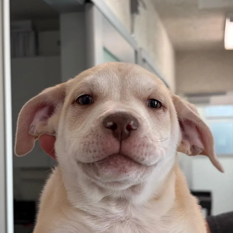 A baby small-sized male Yellow / Tan / Blond / Fawn Mixed Breed dog named Tucker for adoption in Middletown, RI