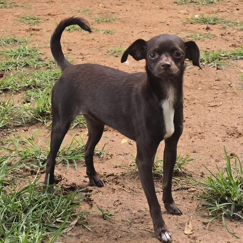 A young small-sized female Brown / Chocolate Miniature Poodle dog named Trixie for adoption in Athens, AL