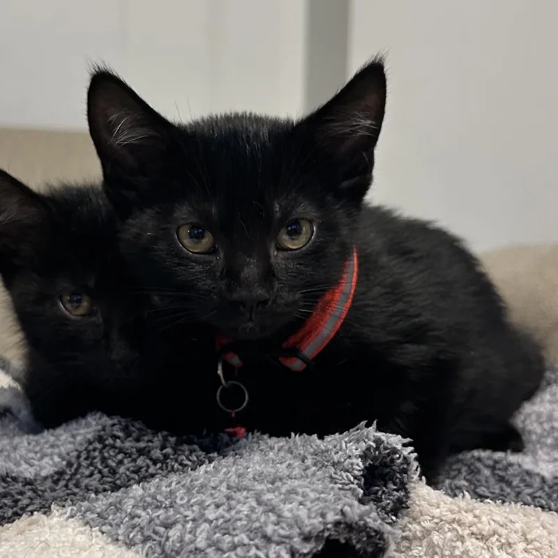 A baby small-sized male Black Domestic Short Hair cat named Rocky for adoption in La Grange, KY