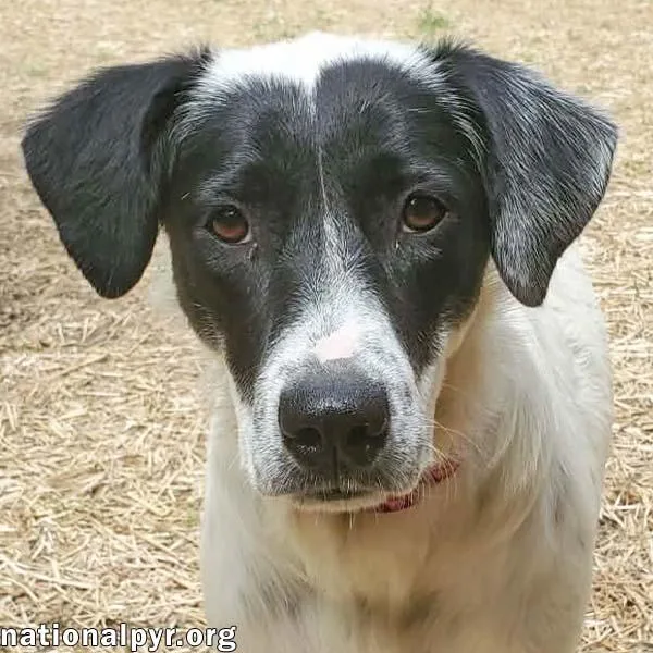 A young large-sized female White / Cream Great Pyrenees dog named Sunnie In Ky  for adoption in Beacon, NY