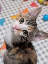 A young medium-sized female Calico Domestic Short Hair cat named Button Bonded to Georgia for adoption in Manitowoc, WI