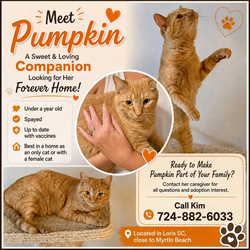 Pumpkin thumbnail 2