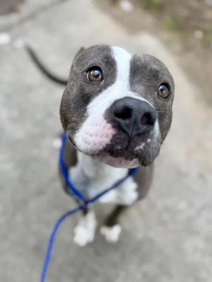 An adult medium-sized male Pit Bull Terrier dog named Howlie for adoption in New Orleans, LA