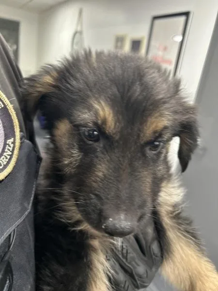 A baby medium-sized male Shepherd dog named Capt. Hook for adoption in Victorville, CA
