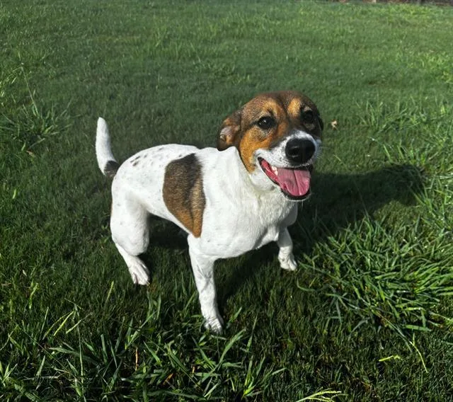 A young medium-sized female Parson Russell Terrier dog named Lucy for adoption in Appling, GA