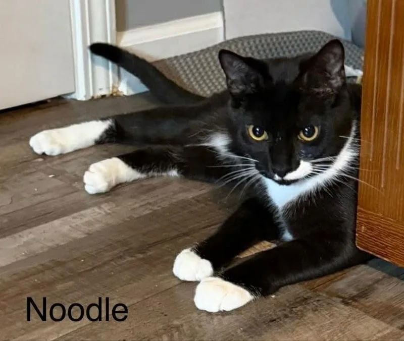 Noodle thumbnail 3