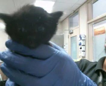 A baby small-sized male Domestic Short Hair cat named Pippin for adoption in Sacramento, CA