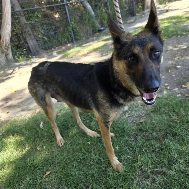 An adult medium-sized female German Shepherd Dog dog named Willow for adoption in Long Beach, CA
