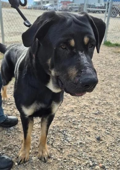 A young large-sized male Tricolor (Brown, Black, & White) Shepherd dog named Playdoh for adoption in Butte, MT