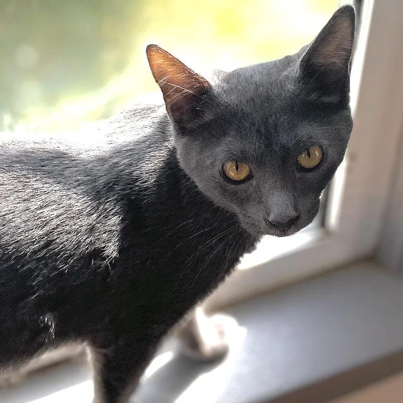 A baby small-sized female Gray / Blue / Silver Domestic Short Hair cat named Ash for adoption in Springfield, OR