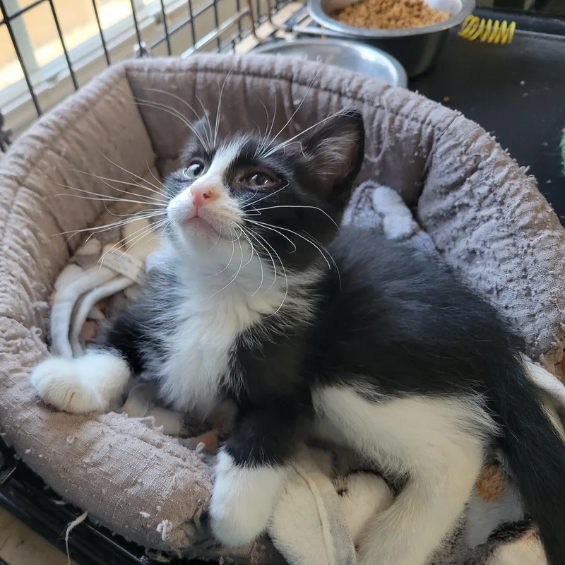 A baby medium-sized male American Shorthair cat named Pickleball for adoption in Clarinda, IA