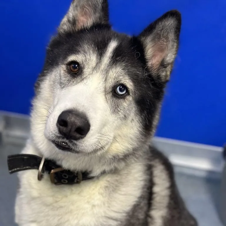 An adult large-sized male Black Husky dog named Stormy for adoption in Fredericksburg, VA