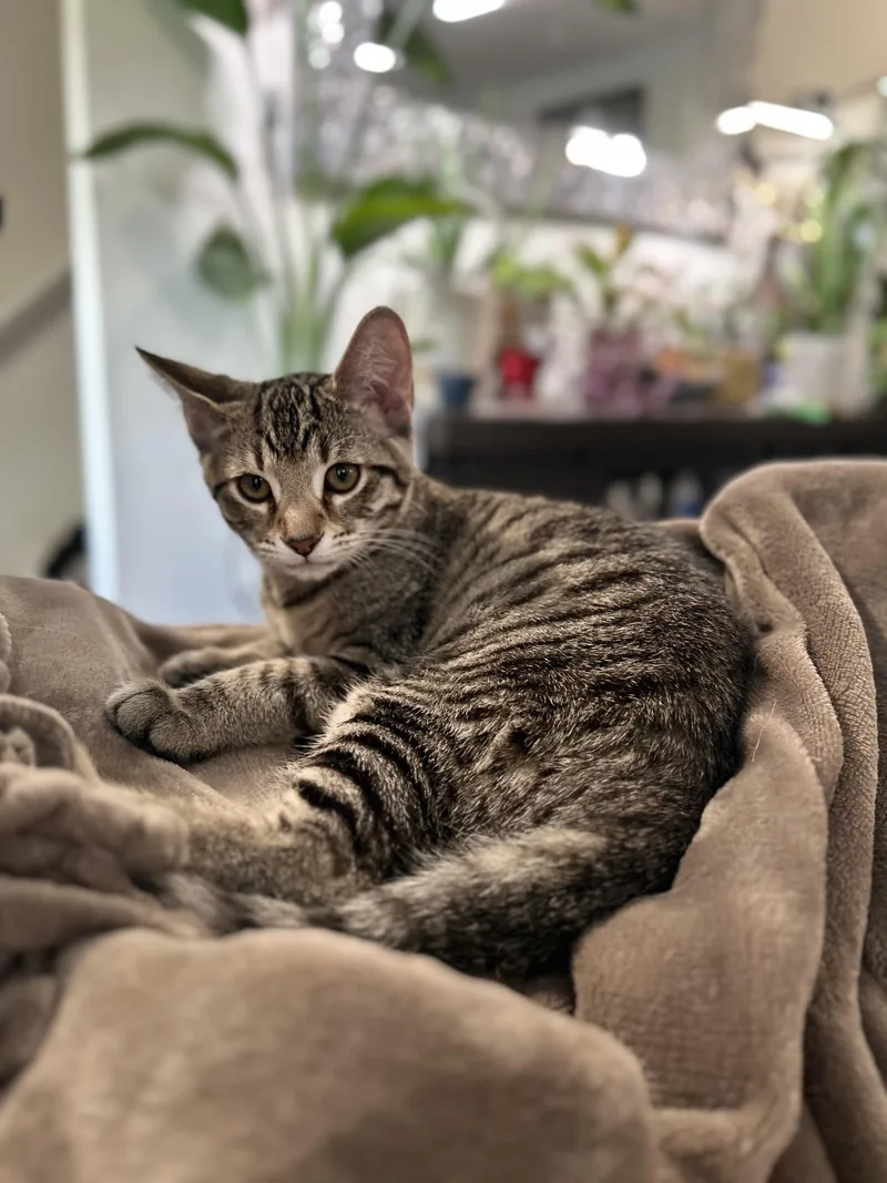 A baby small-sized male Tabby (Brown / Chocolate) Domestic Short Hair cat named Mica for adoption in Nashville, TN