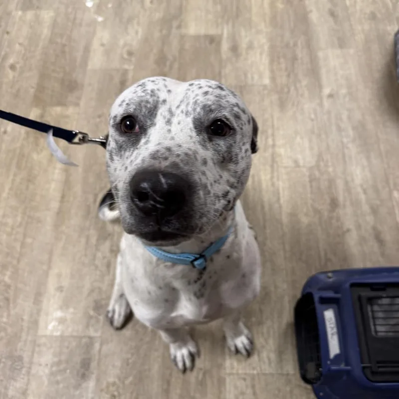 An adult medium-sized male German Shorthaired Pointer dog named Oreo for adoption in East Saint Louis, IL