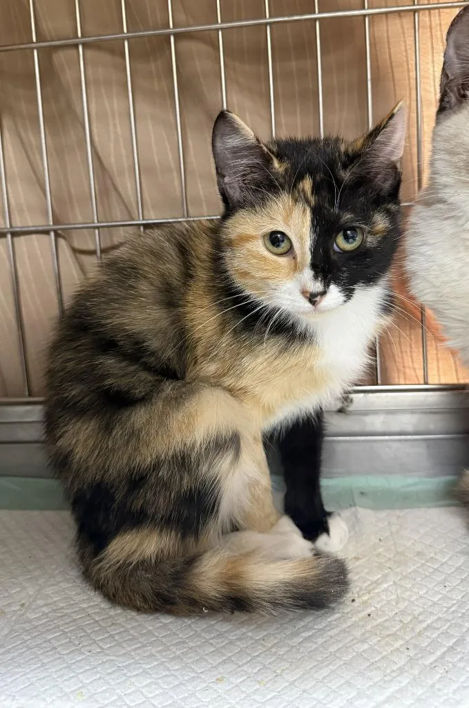 A baby small-sized female American Shorthair cat named Callie for adoption in Glen Rose, TX