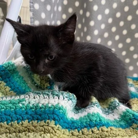 A baby small-sized male Domestic Short Hair cat named Binky for adoption in Cumming, GA