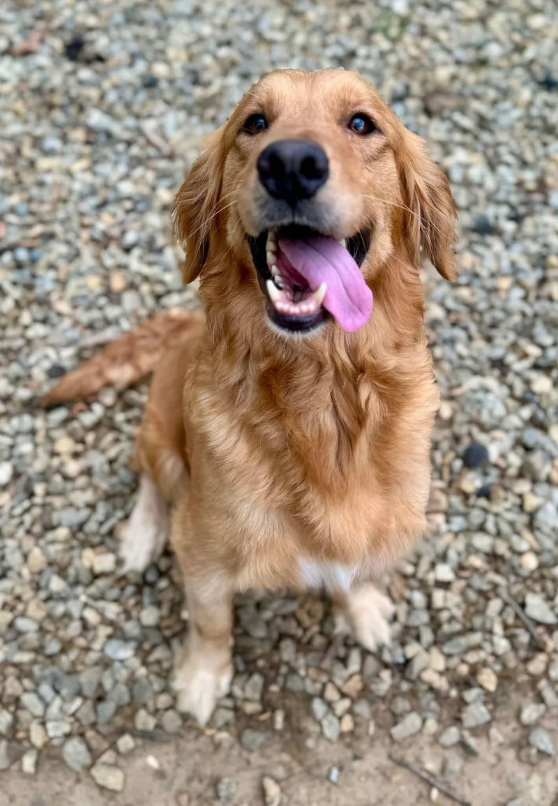 An adult large-sized female Golden Retriever dog named Roxy Hart for adoption in Alpharetta, GA