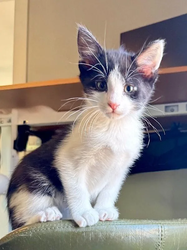 A young medium-sized male Black Domestic Short Hair cat named Radish for adoption in Fort Collins, CO