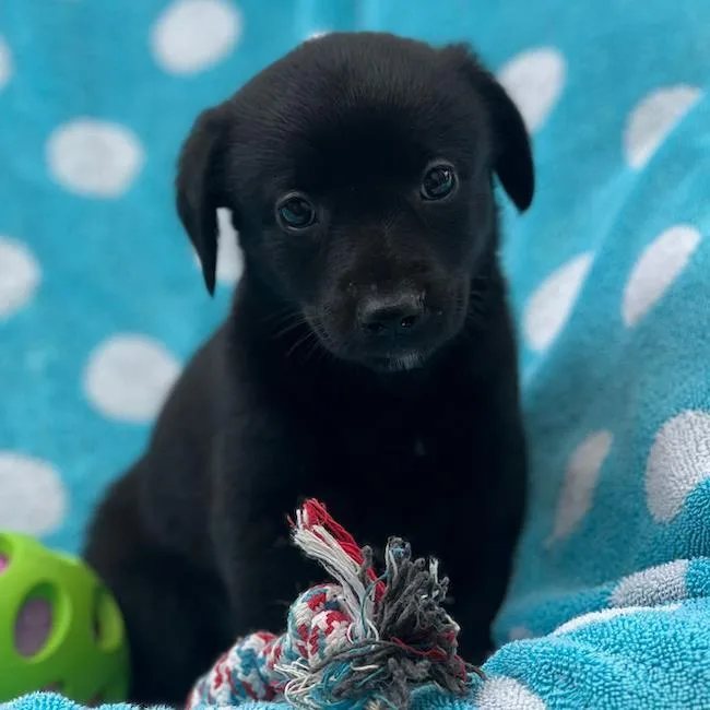 A baby large-sized female Shepherd dog named Prada Pup  Meryl for adoption in San Diego, CA