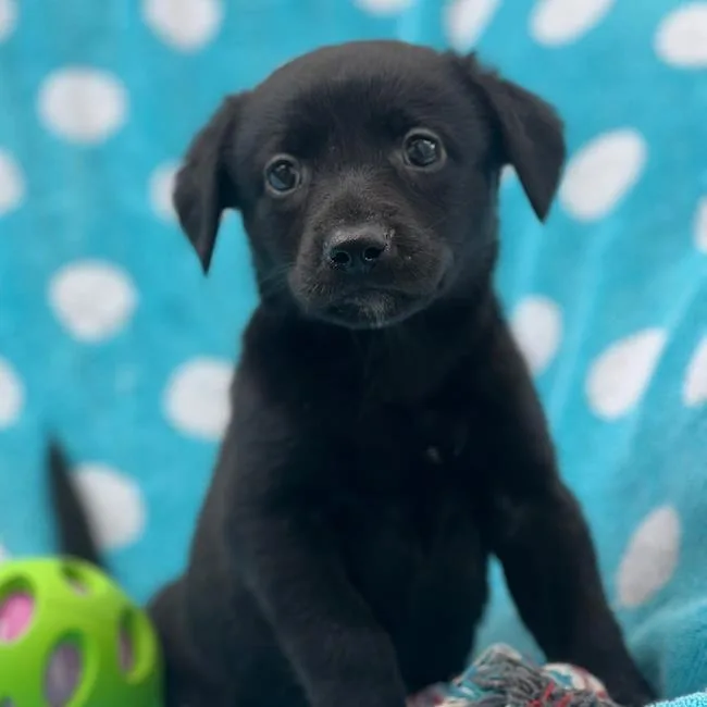 Prada Pup  Meryl thumbnail 2