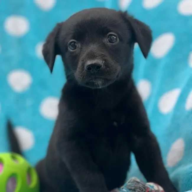 Prada Pup  Meryl thumbnail 3
