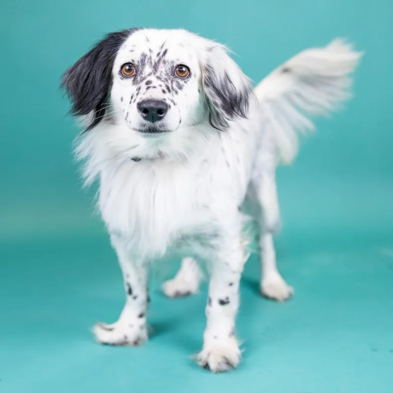 An adult medium-sized female Brown / Chocolate Mixed Breed dog named Oakley for adoption in Portland, OR