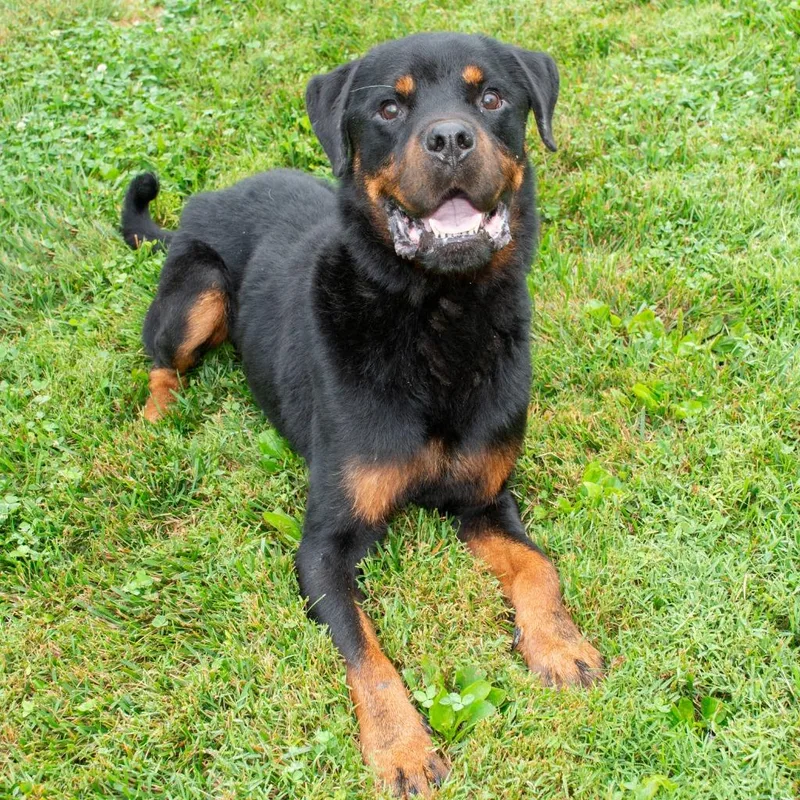 An adult large-sized male Rottweiler dog named Boss for adoption in Troy, OH