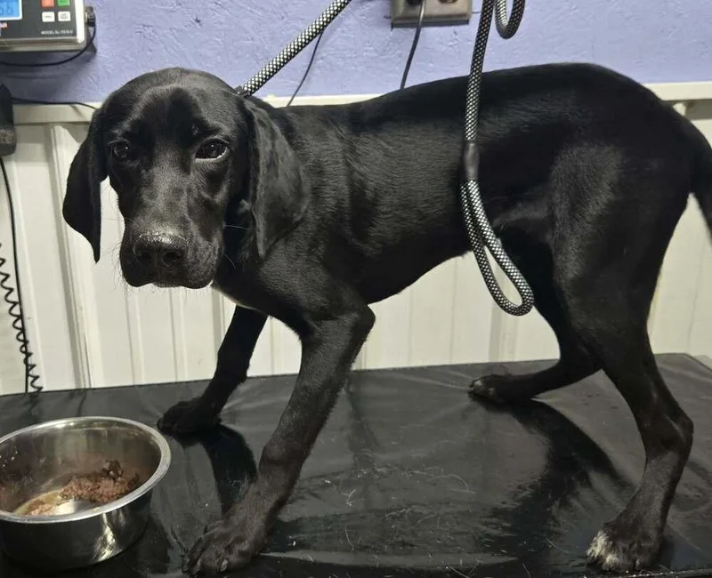 A young medium-sized male Labrador Retriever dog named Ranger for adoption in Waverly, OH