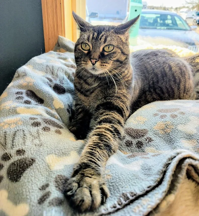 A senior medium-sized female Domestic Short Hair cat named Chips for adoption in Spooner, WI