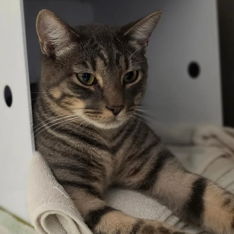 A young large-sized male Brown / Chocolate Domestic Short Hair cat named Harvey for adoption in Briarcliff Manor, NY