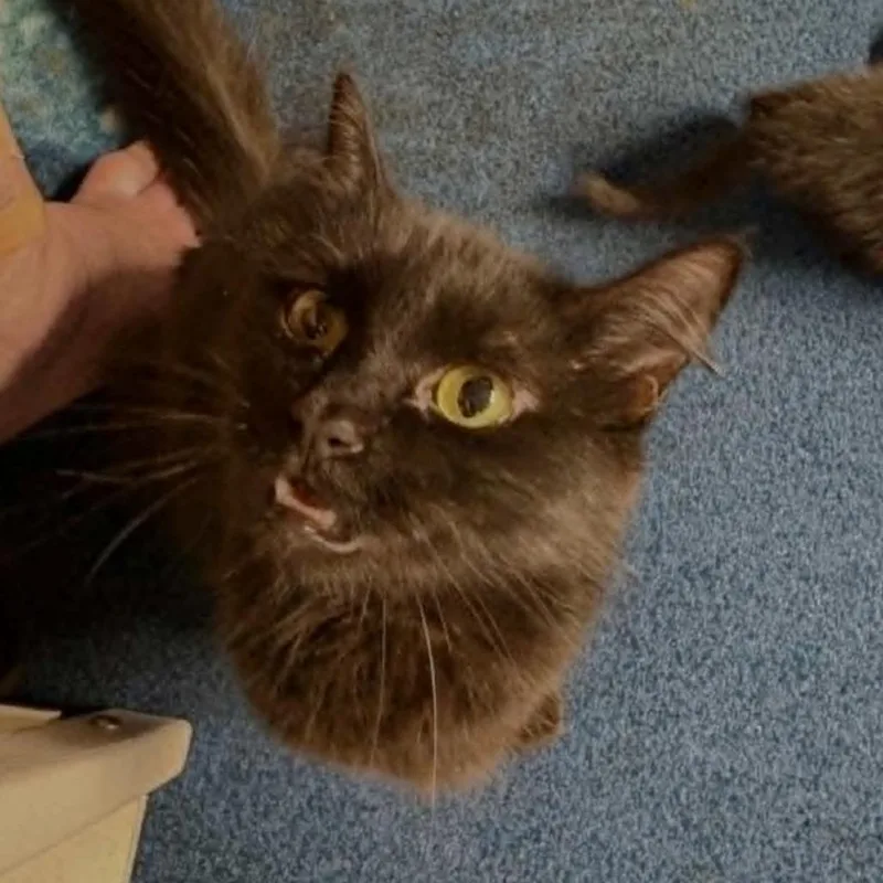 A young medium-sized female Black Domestic Long Hair cat named Pyrrha for adoption in Fairway, KS