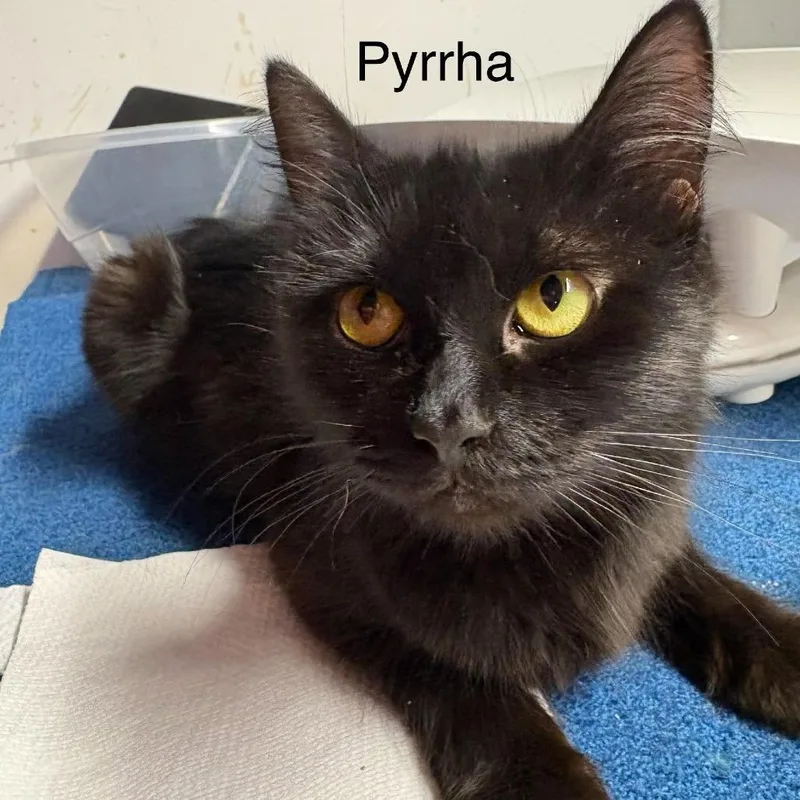 Pyrrha thumbnail 2