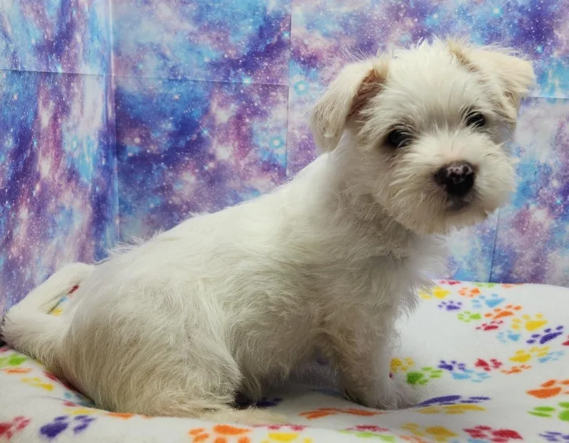 A baby medium-sized male Maltese dog named Buster for adoption in Washington Court House, OH
