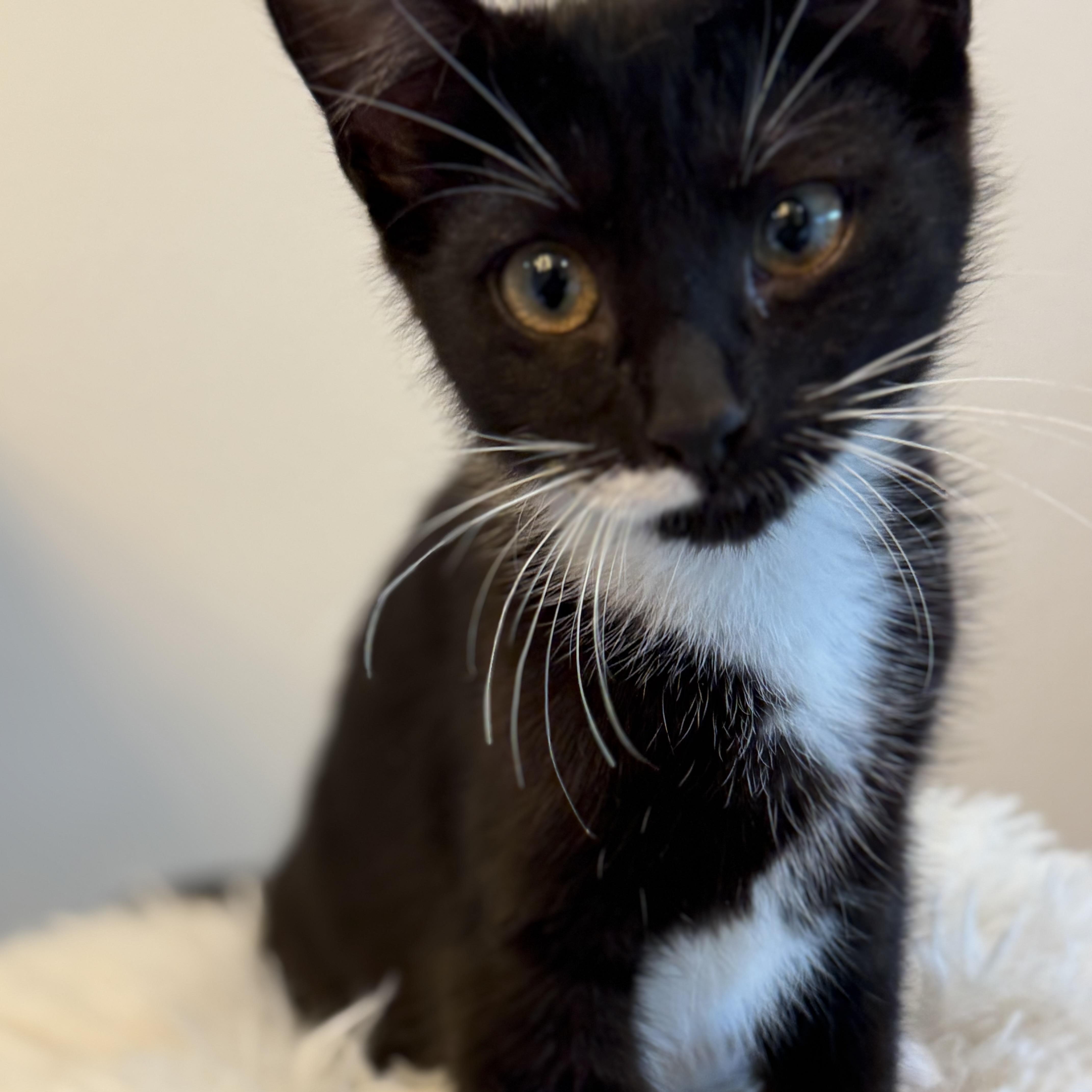 A baby medium-sized female Black & White / Tuxedo Domestic Short Hair cat named Mama for adoption in Renton , WA