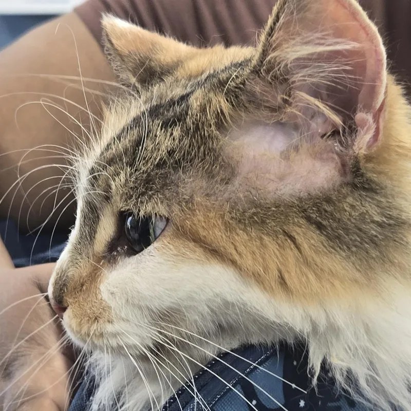 A baby large-sized female Calico Domestic Short Hair cat named Sprinkles for adoption in Newark, NJ