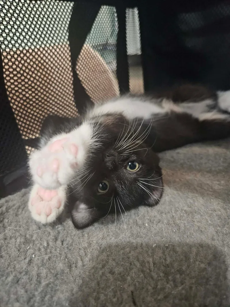 A baby medium-sized male Domestic Short Hair cat named Pascal for adoption in Rochester , NY