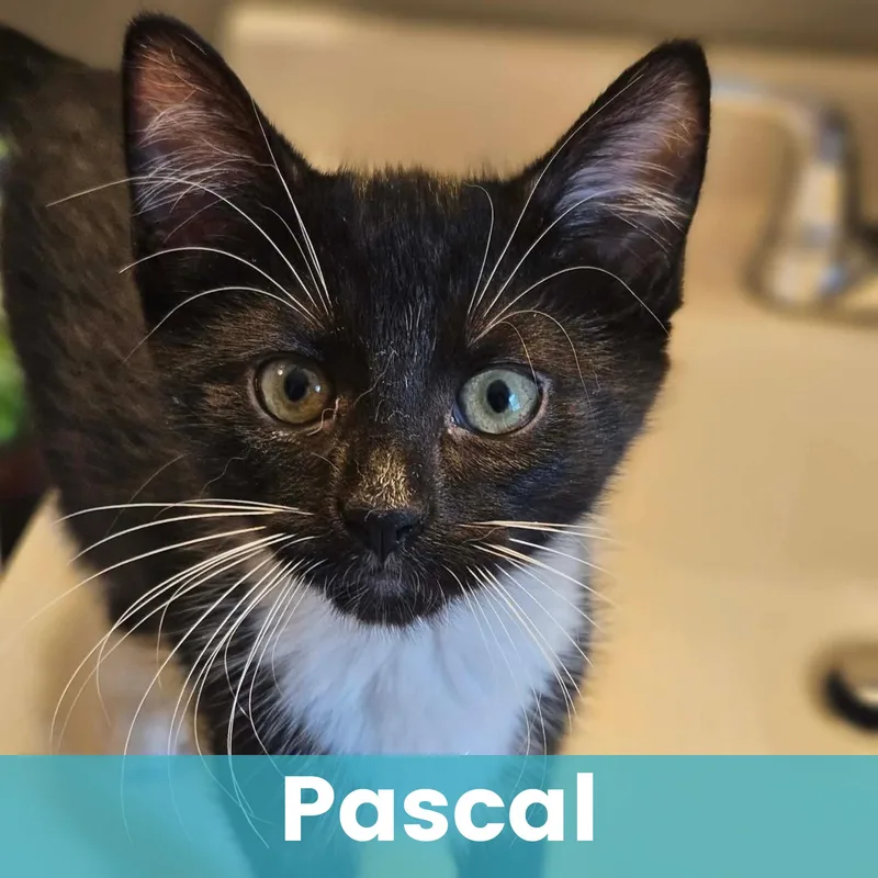 Pascal thumbnail 6