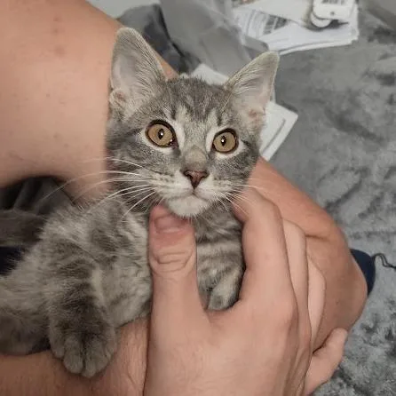 Stella