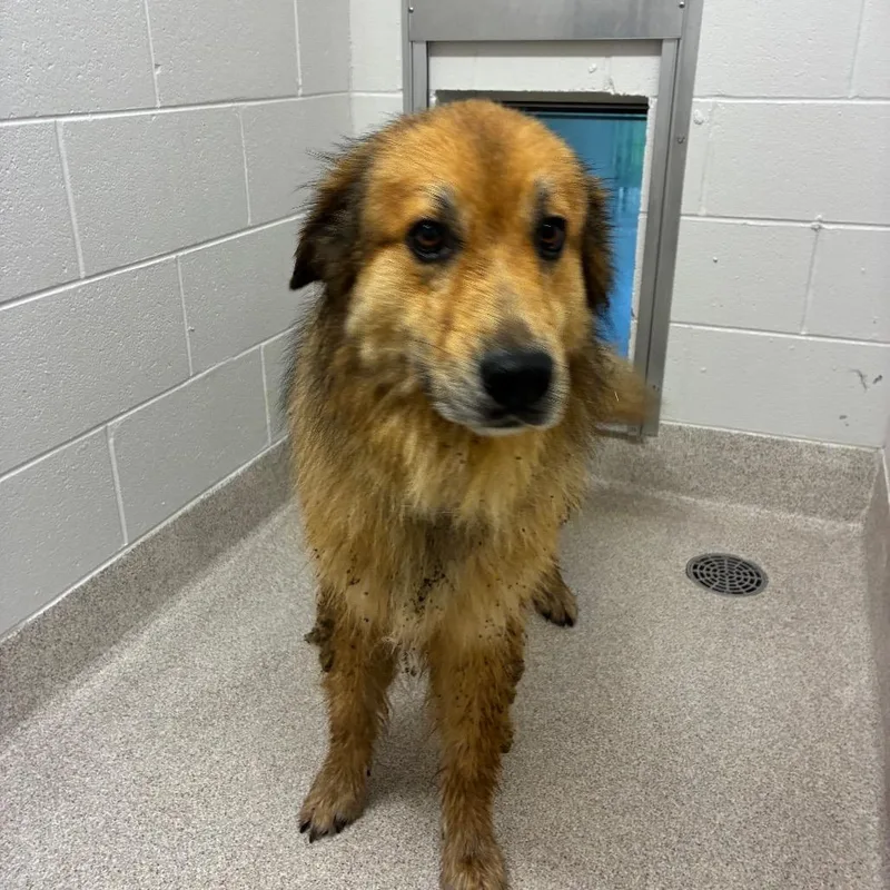 An adult large-sized male German Shepherd Dog dog named Whiskey for adoption in Horn Lake, MS